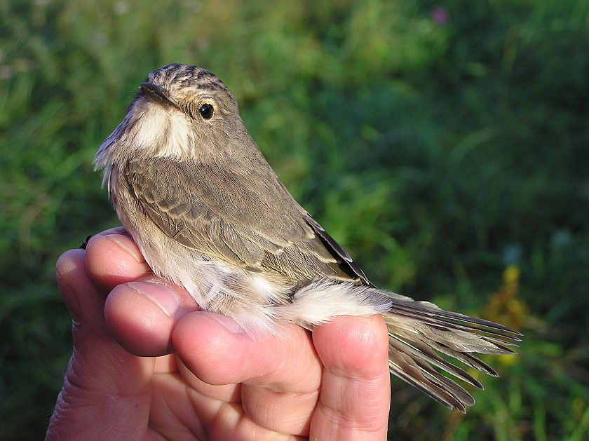 Spotted Flycatcher, Sundre 20070914